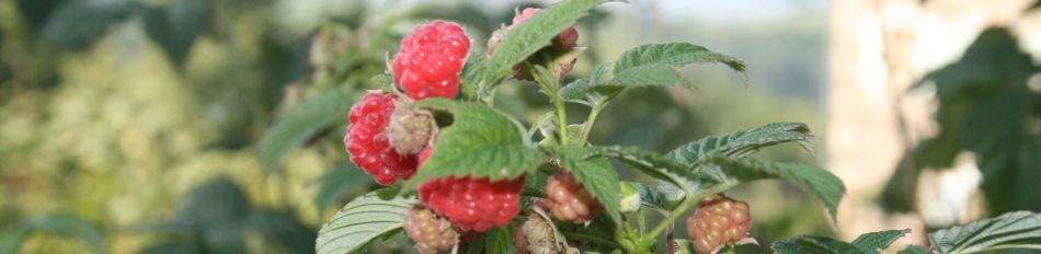 notre propre production de framboises pour l'auberge